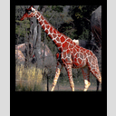 ID: 012710