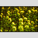 ID: Crop Plants III